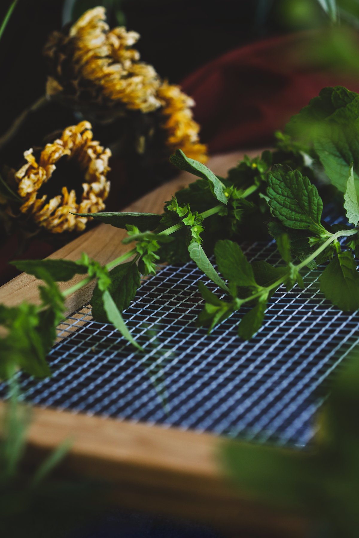 How to Harvest, Dry, & Store Herbs From the Garden